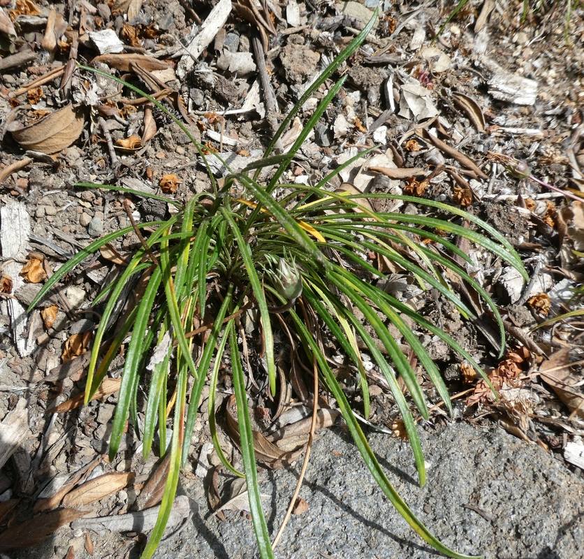 Gazania linearis