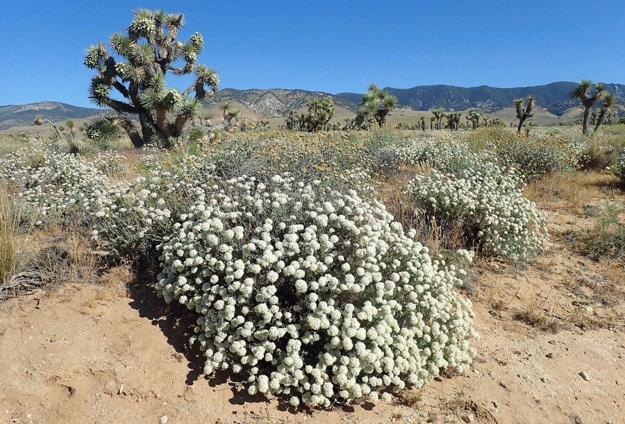 Eriogonum fasciculatum var. polifolium Eriogonum fasciculatum var. polifolium