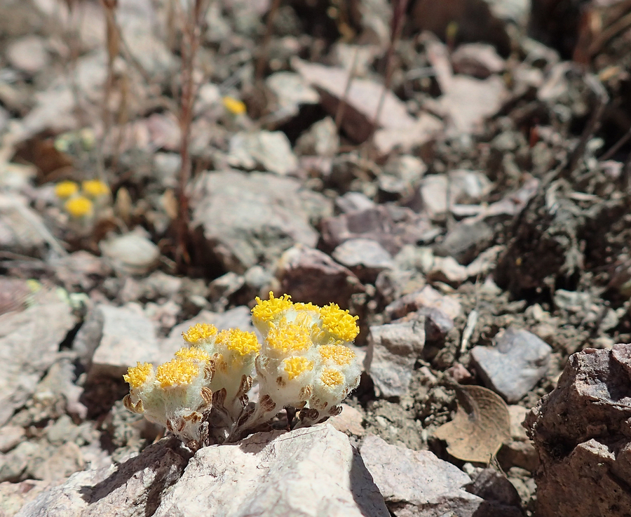 Eriophyllum pringlei