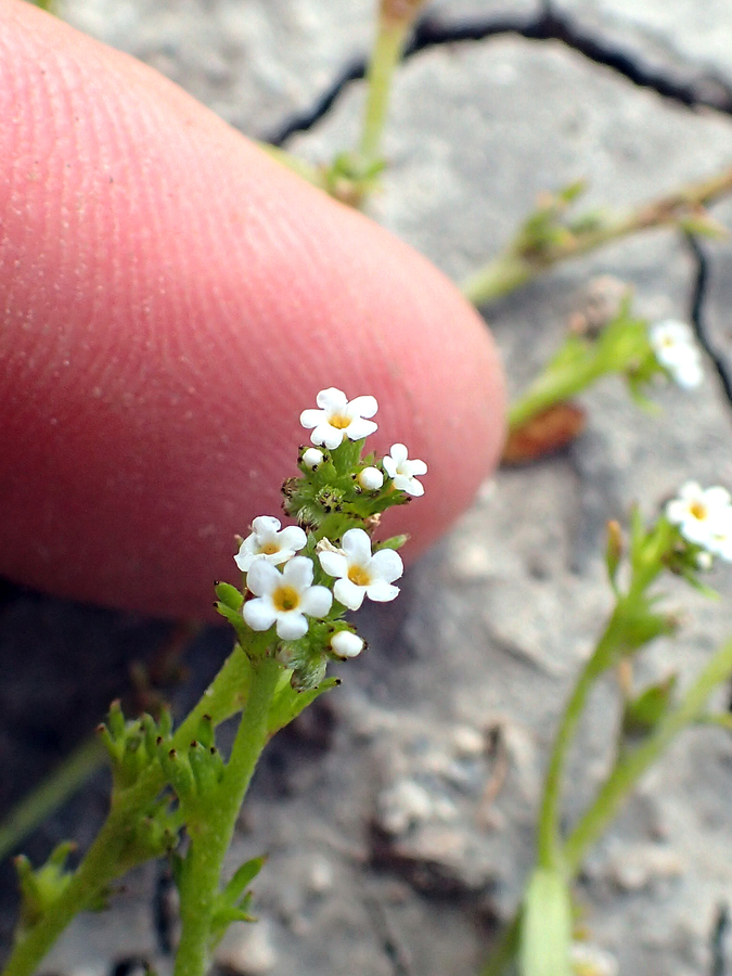 Plagiobothrys leptocladus Plagiobothrys leptocladus