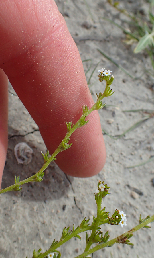 Plagiobothrys leptocladus Plagiobothrys leptocladus