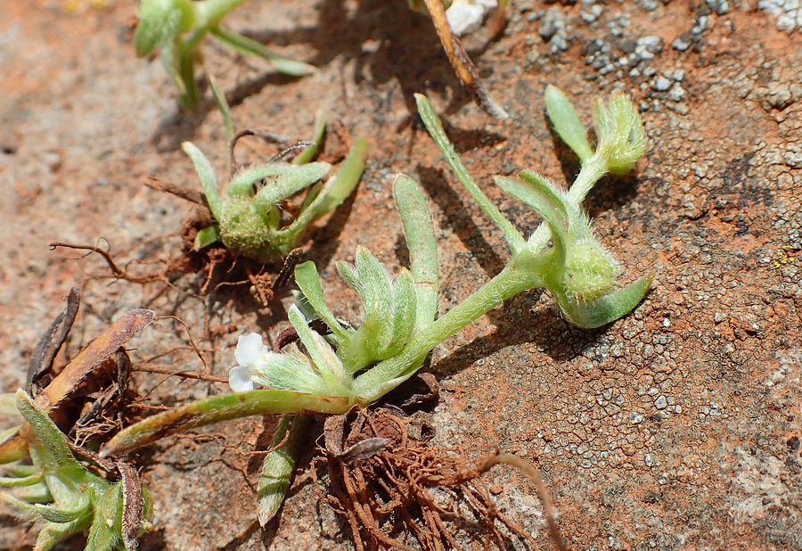 Plagiobothrys scriptus