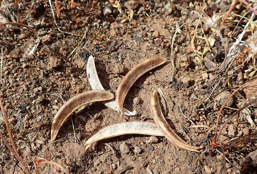 Astragalus pauperculus Astragalus pauperculus