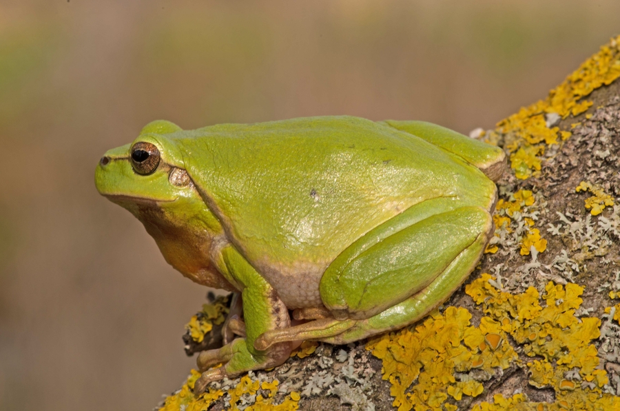 Hyla arborea