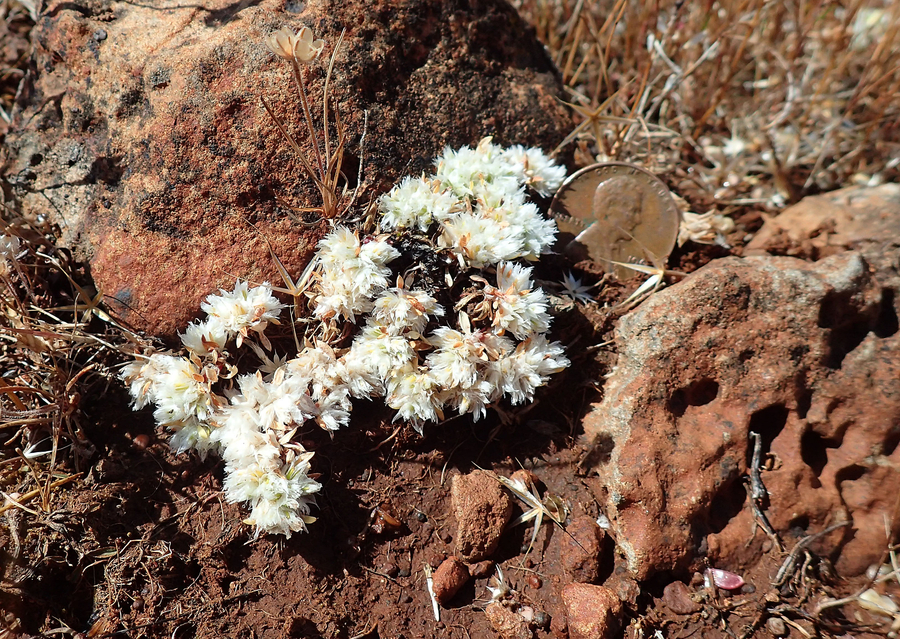 Paronychia ahartii