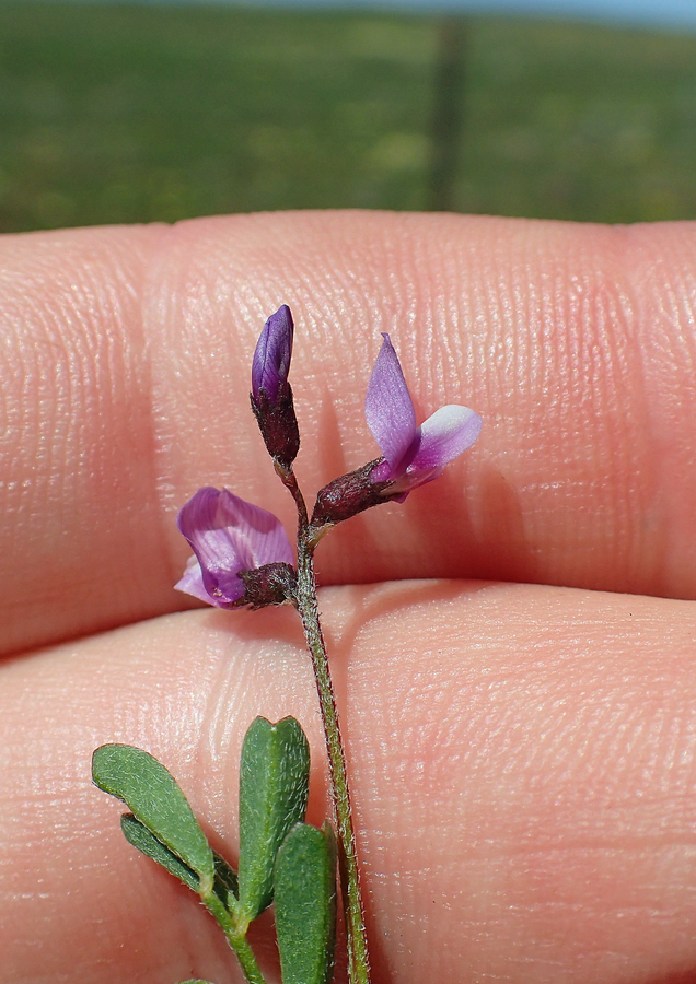 Astragalus pauperculus Astragalus pauperculus