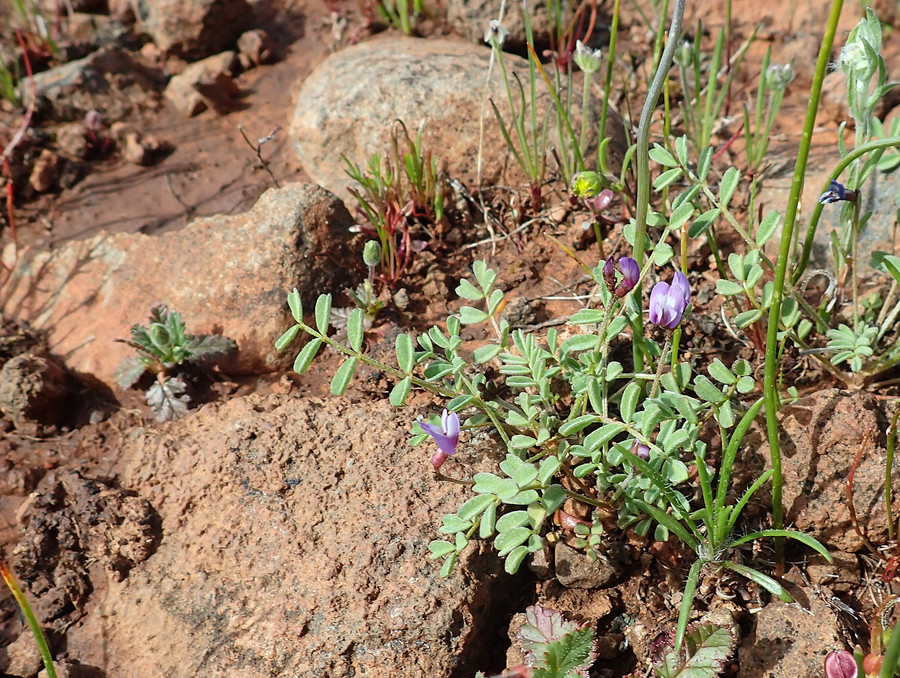 Astragalus pauperculus Astragalus pauperculus