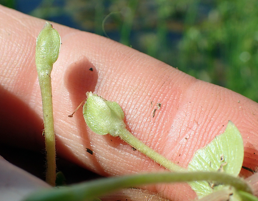 Bacopa eisenii