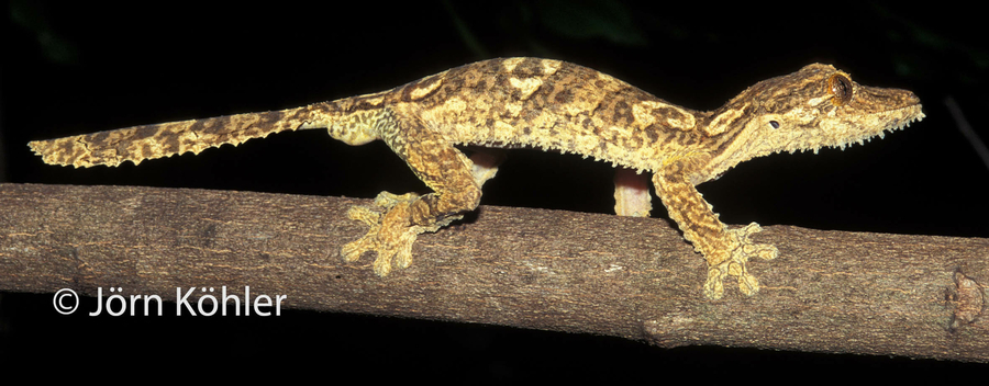 Uroplatus garamaso