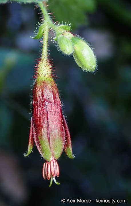 Ribes sericeum