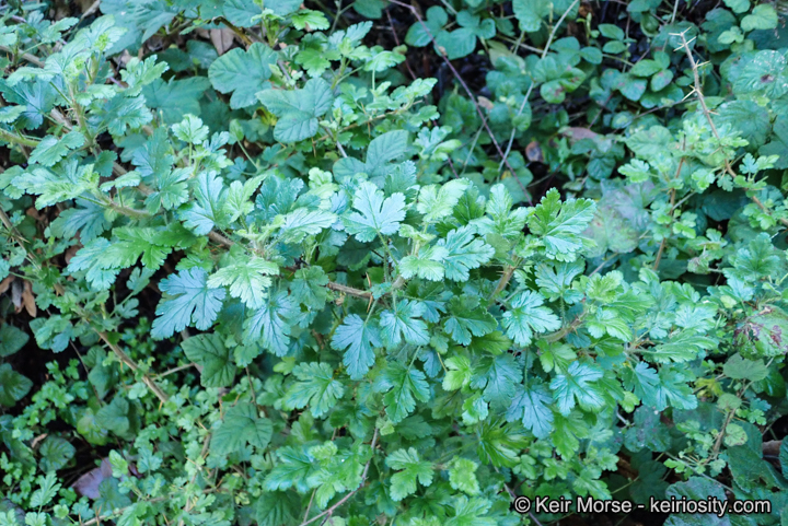 Ribes sericeum