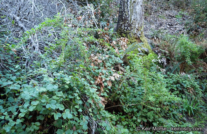 Ribes sericeum