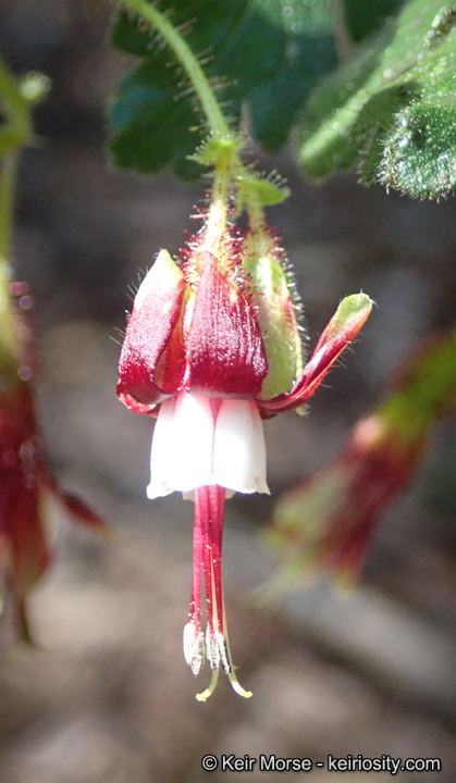 Ribes sericeum