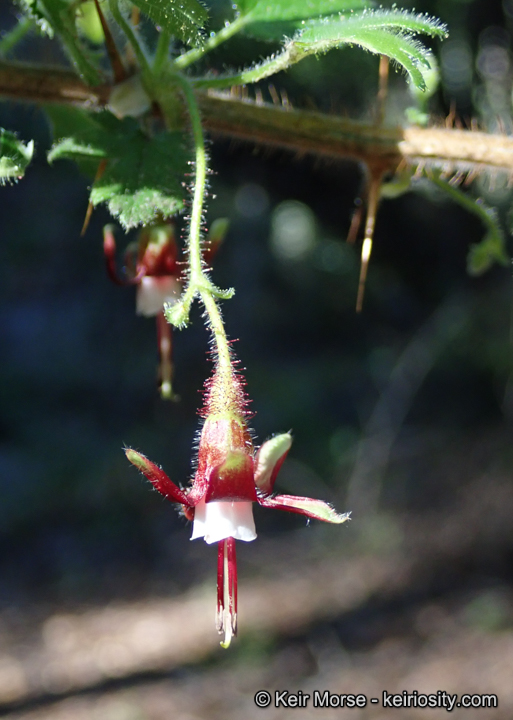 Ribes sericeum