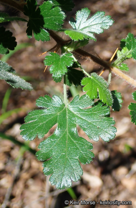 Ribes sericeum