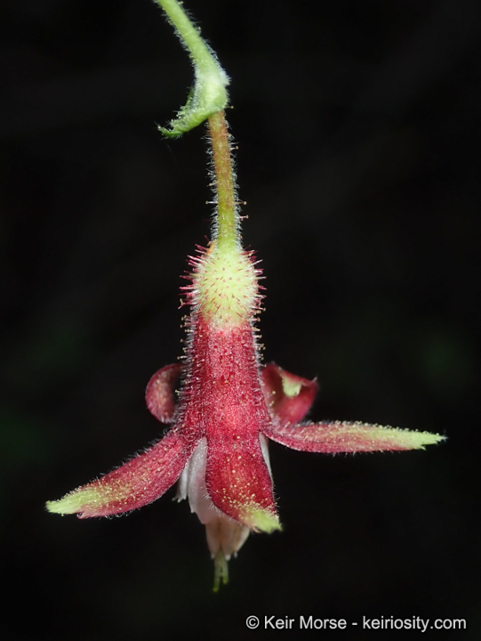 Ribes amarum var. hoffmannii