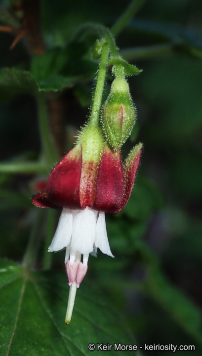 Ribes amarum var. hoffmannii