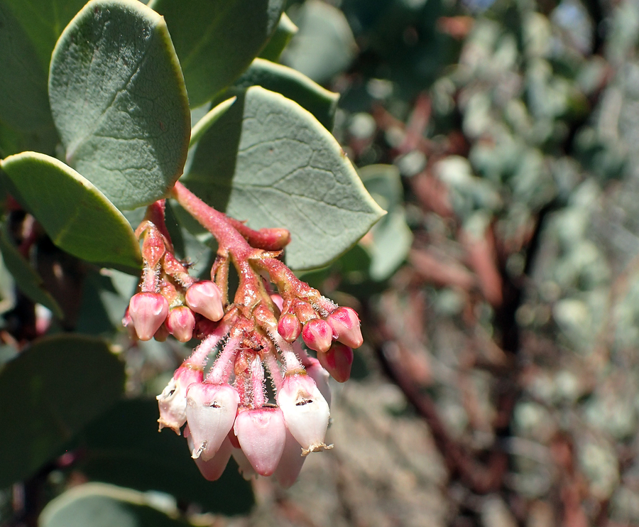 Arctostaphylos viscida ssp. mariposa