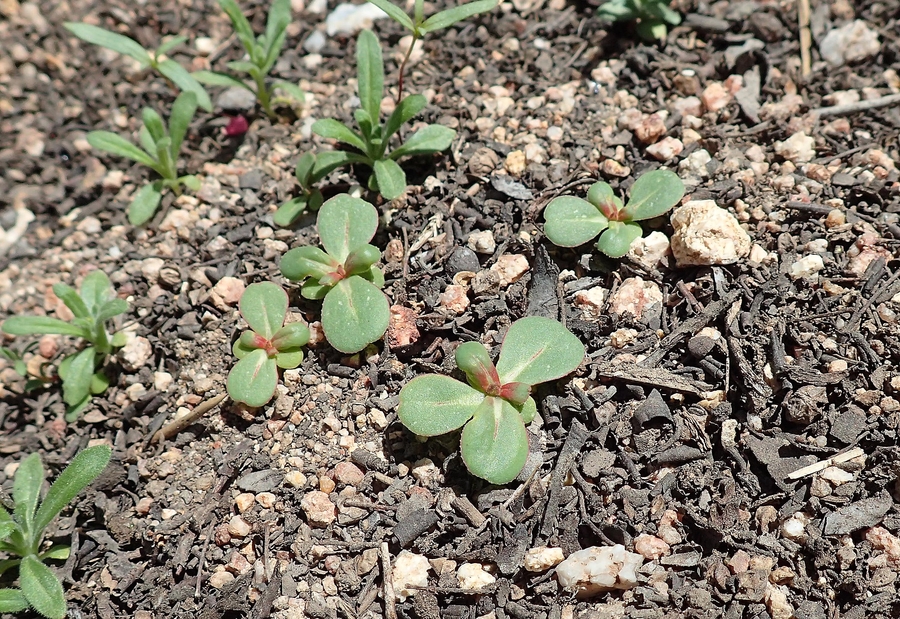 Eriogonum inerme var. hispidulum