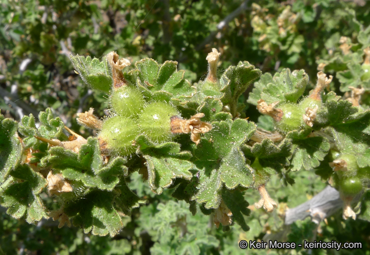 Ribes velutinum