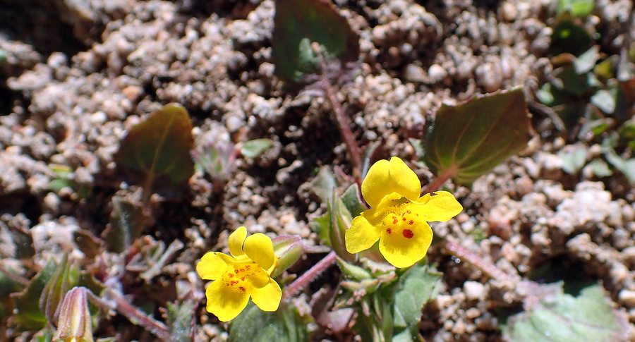 Erythranthe nasuta