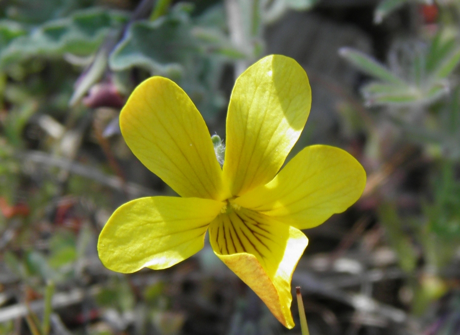 Viola pinetorum ssp. grisea