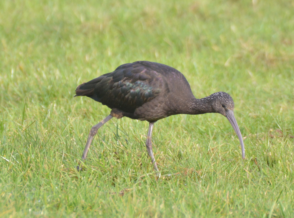 Plegadis falcinellus