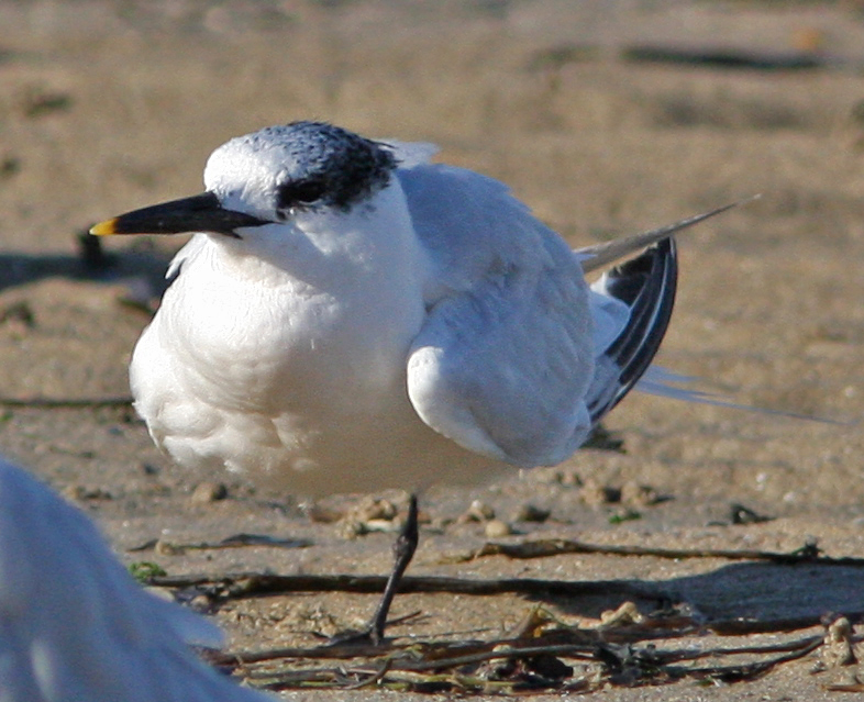 Thalasseus sandvicensis