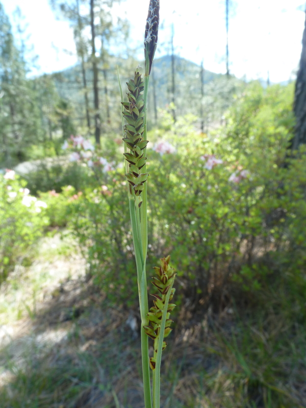 Carex klamathensis