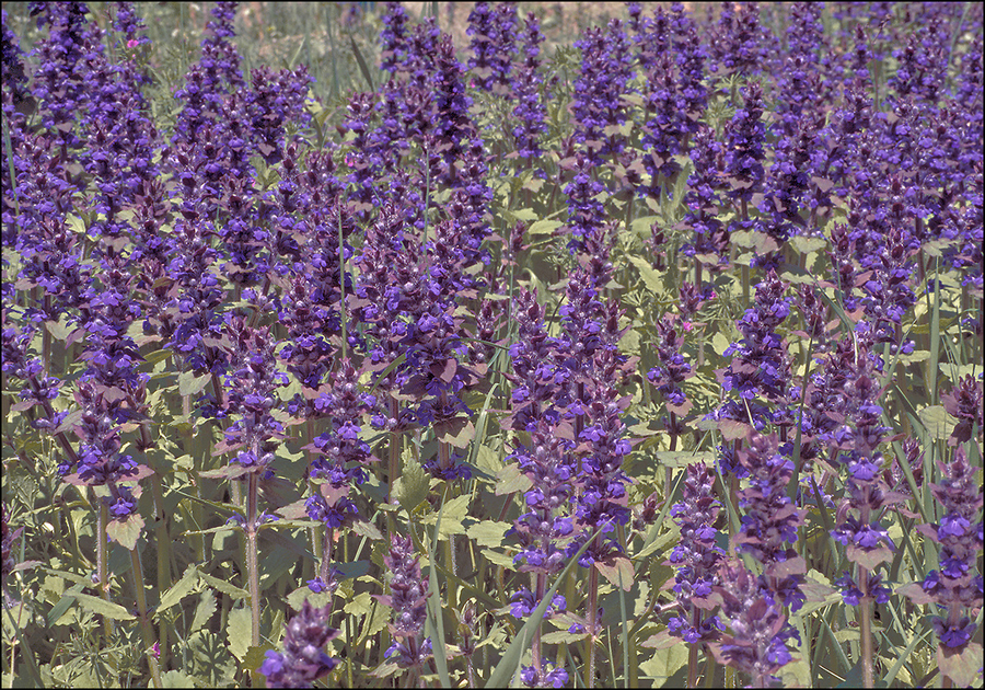 Ajuga genevensis