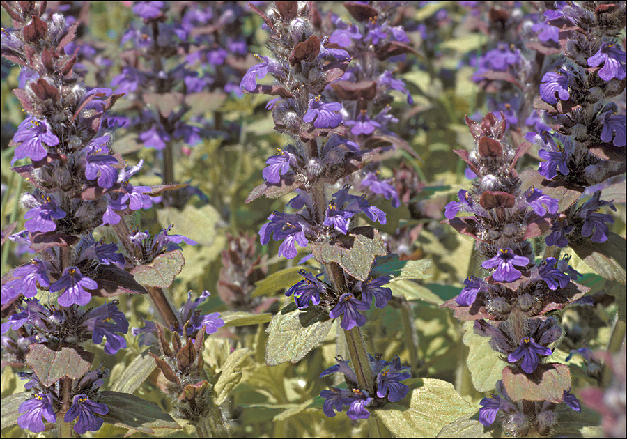 Ajuga genevensis