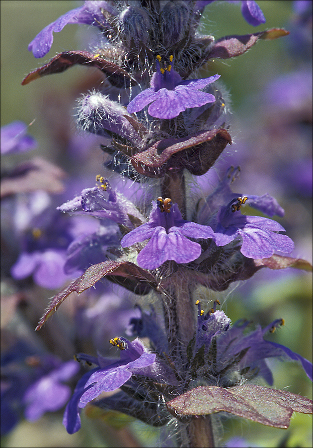 Ajuga genevensis