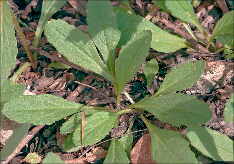 Ajuga genevensis