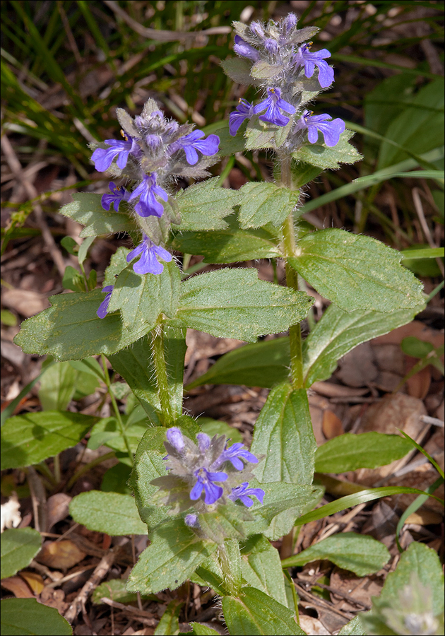 Ajuga genevensis