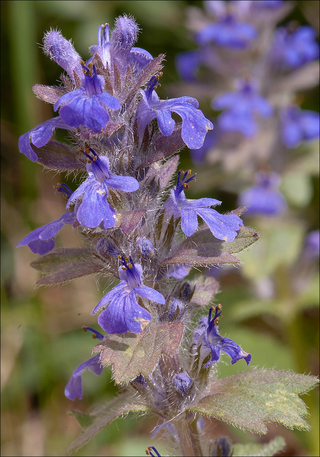Ajuga genevensis