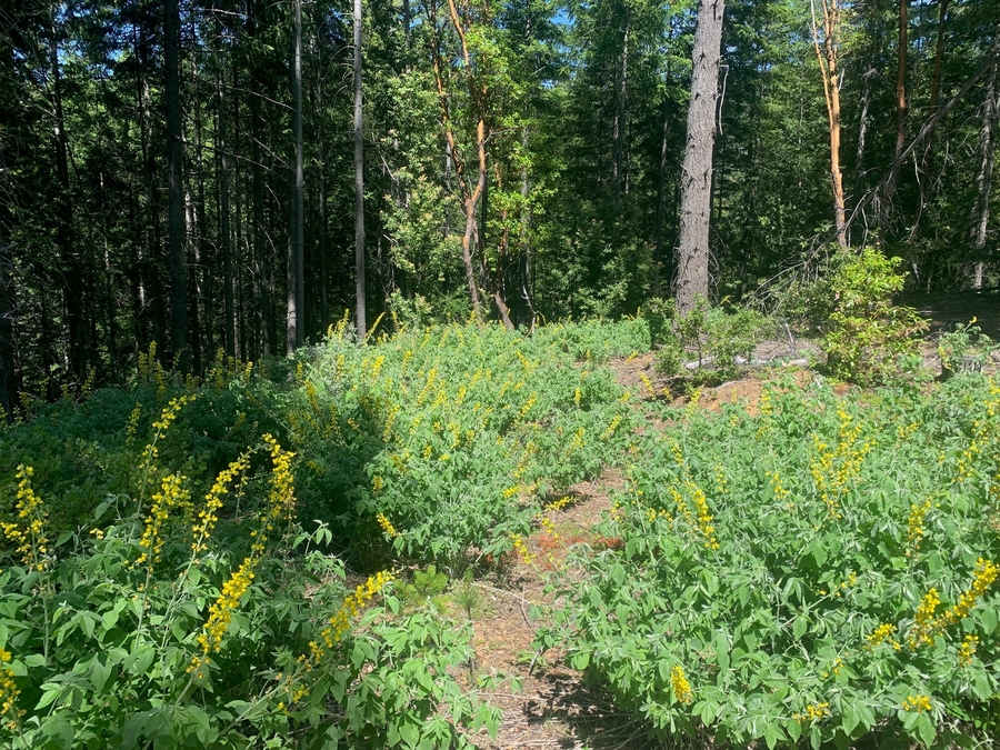 Thermopsis robusta