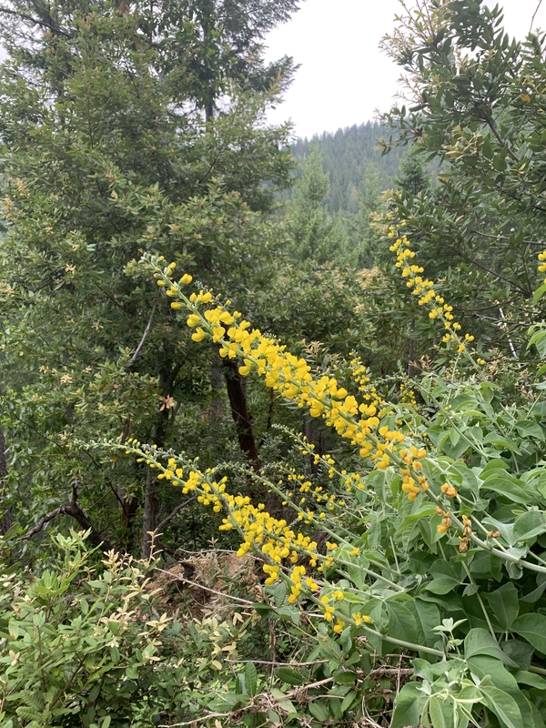 Thermopsis robusta