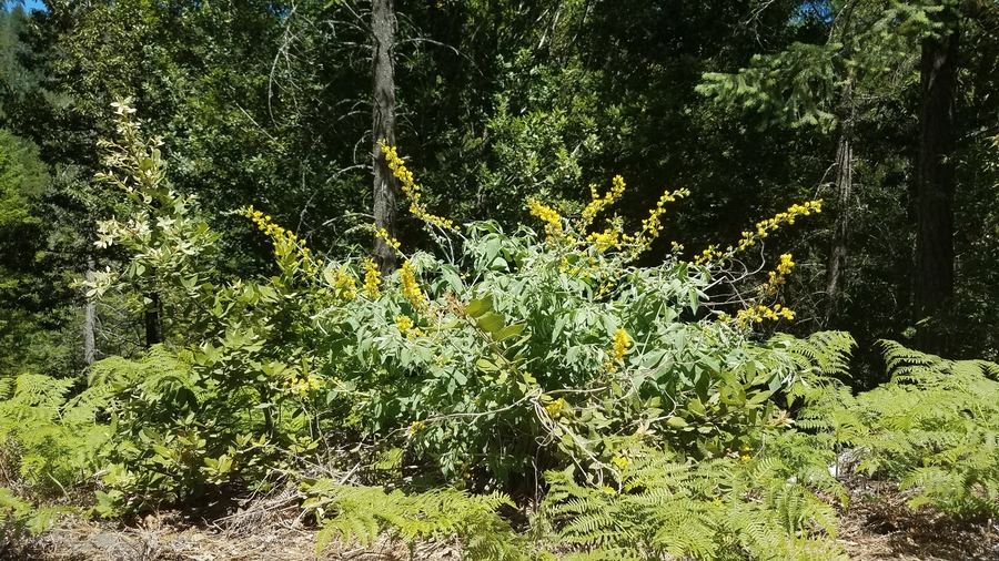 Thermopsis robusta