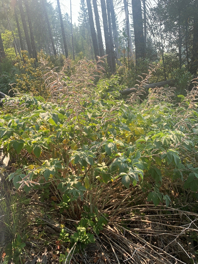 Thermopsis robusta