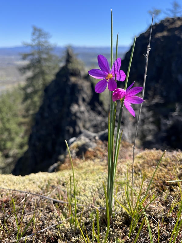 Olsynium douglasii