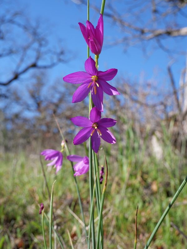 Olsynium douglasii