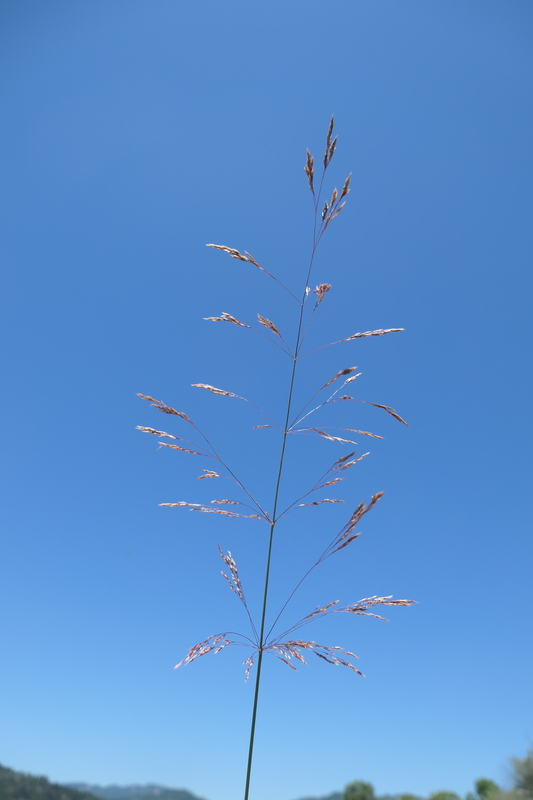 Agrostis capillaris