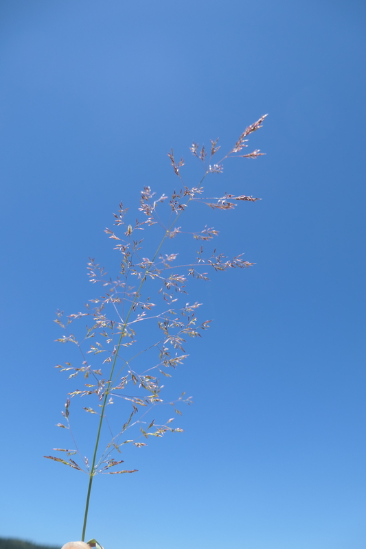 Agrostis gigantea