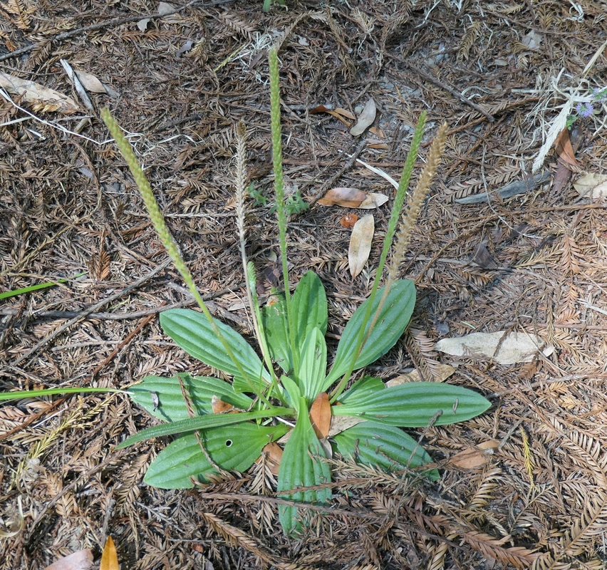 Plantago subnuda