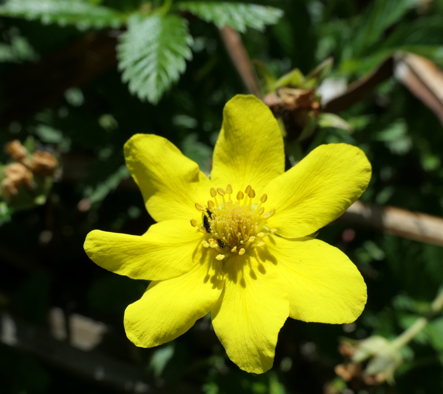 Potentilla anserina