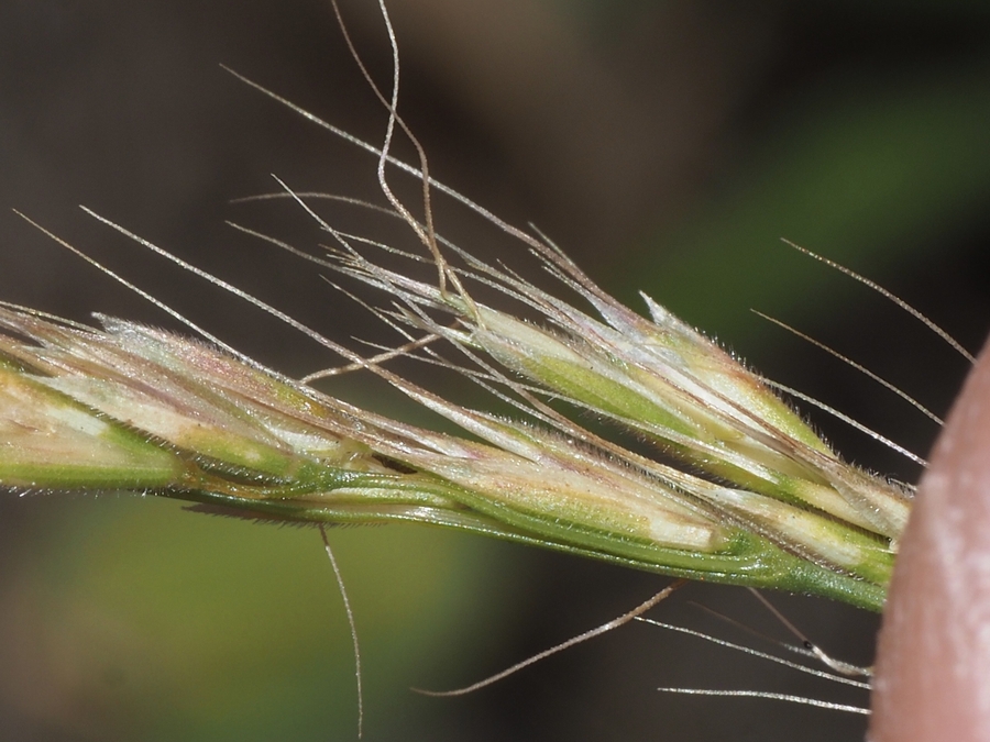 Sphenopholis interrupta ssp. californica Sphenopholis interrupta ssp. californica