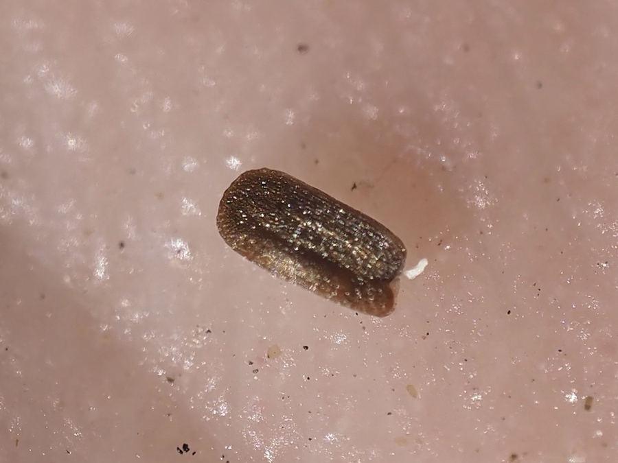 Sibaropsis hammittii Sibaropsis hammittii