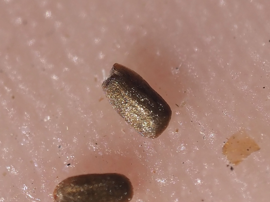 Sibaropsis hammittii Sibaropsis hammittii