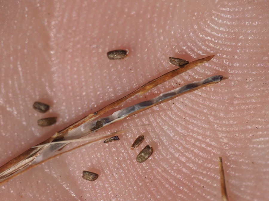 Sibaropsis hammittii Sibaropsis hammittii
