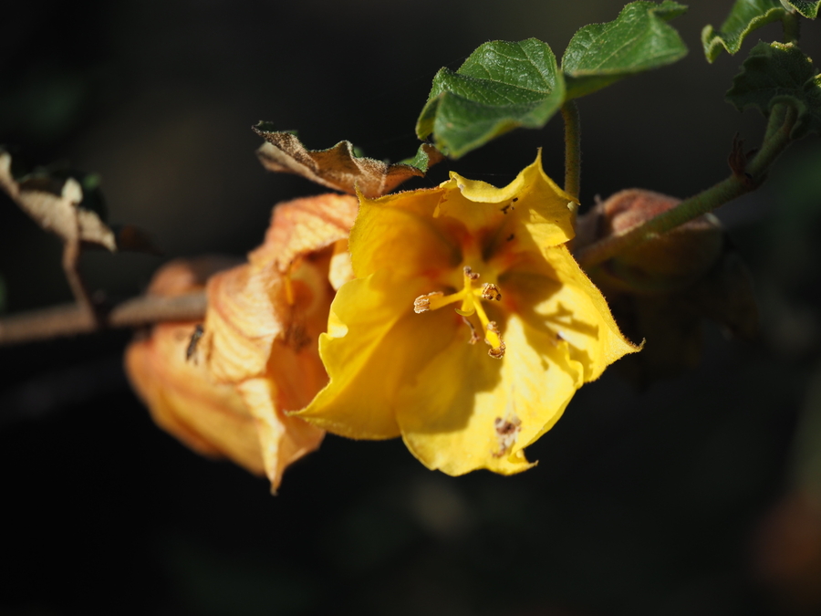 Fremontodendron mexicanum Fremontodendron mexicanum